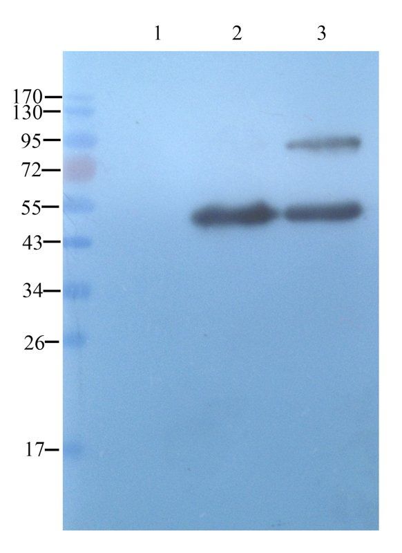 Tissue Factor antibody