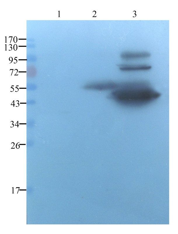 Tissue Factor antibody