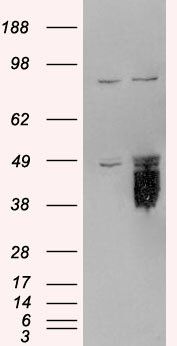 Goat anti-Tissue Factor Pathway Inhibitor Antibody
