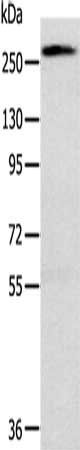TLN1 Antibody