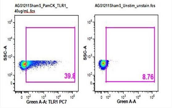 TLR1 antibody