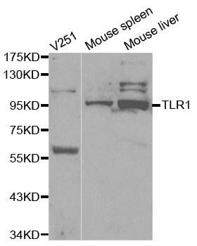 TLR1 antibody