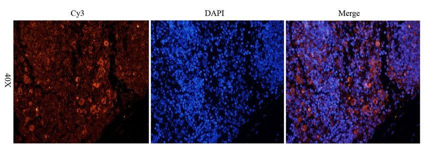 TLR2 antibody