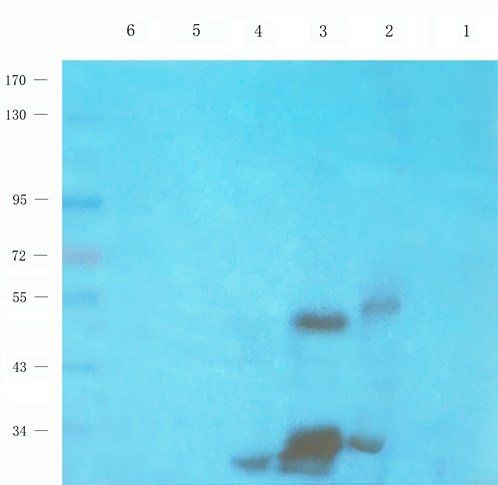 TLR2 antibody