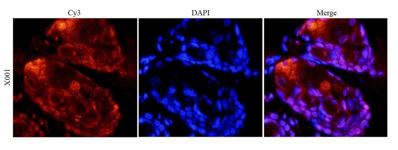 TLR2 antibody