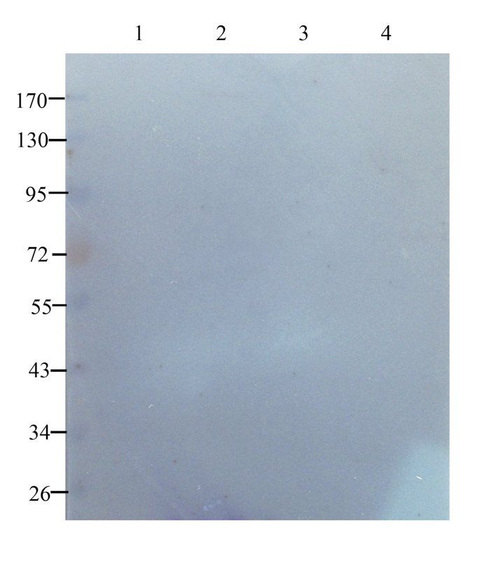 TLR2 antibody