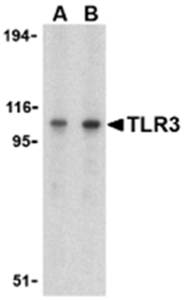 TLR3 Antibody