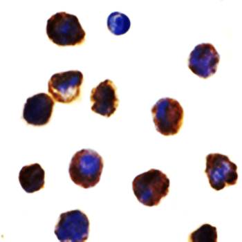 TLR3 Antibody