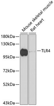 TLR4 antibody