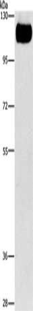 TLR4 antibody