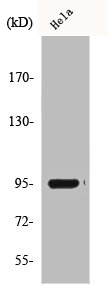TLR4 Antibody