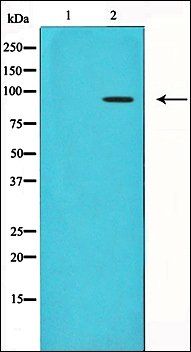 TLR4 Antibody