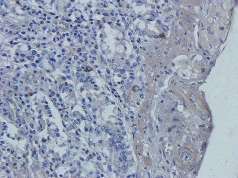 TLR4 antibody