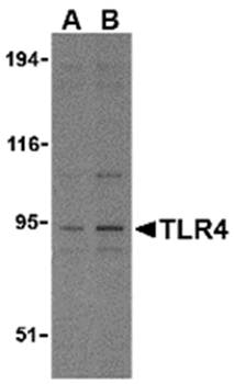 TLR4 Antibody