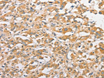 TLR5 antibody