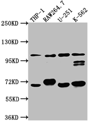 TLR5 Antibody