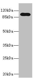TLR6 Antibody