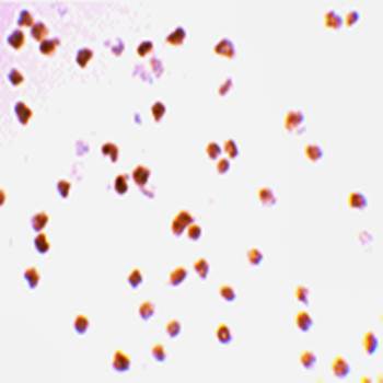 TLR7 Antibody