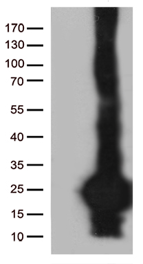 TLR8 Antibody