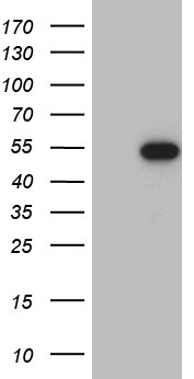 TLR8 Antibody