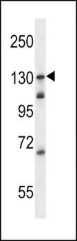 TLR9 antibody