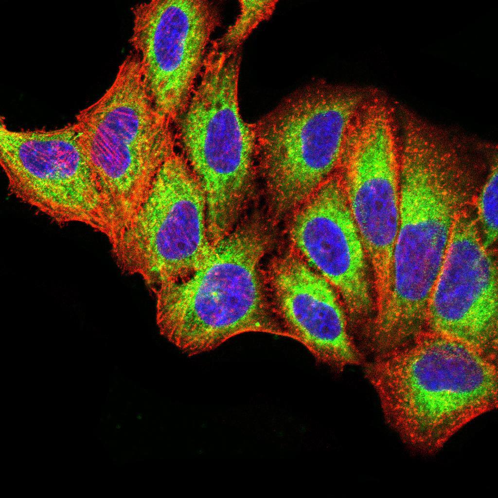 TLR9 Antibody