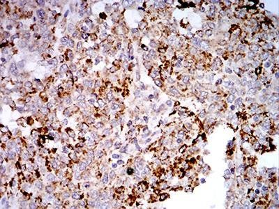 TLR9 Antibody