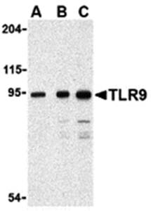 TLR9 Antibody