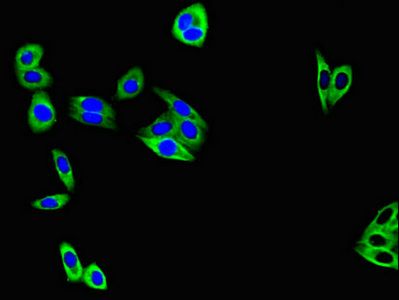 TM4SF20 Antibody