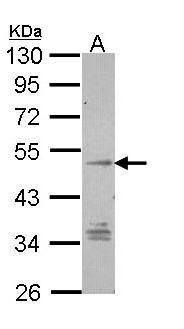 TM7SF1/GPR137B antibody [C3], C-term