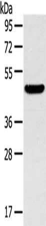 TM7SF2 antibody