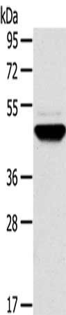 TM7SF2 antibody