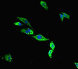 TMC2 Antibody