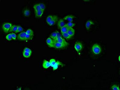 TMCC1 Antibody