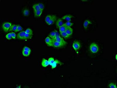 TMCC1 antibody