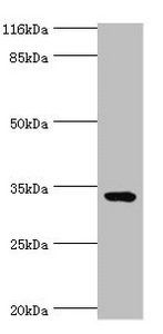 TMCO5A Antibody