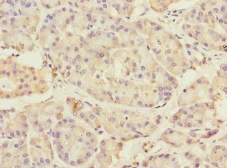 TMED1 Antibody