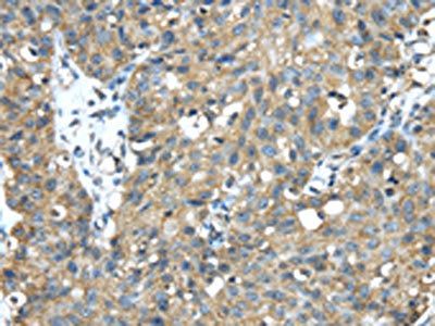 TMED1 Antibody