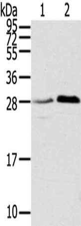 TMED1 antibody