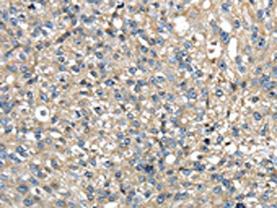 TMED1 Antibody