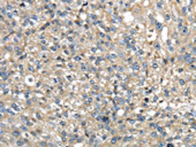 TMED1 antibody