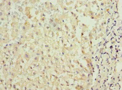 TMED2 Antibody