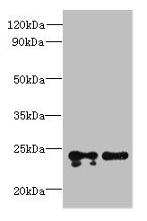 TMED2 antibody