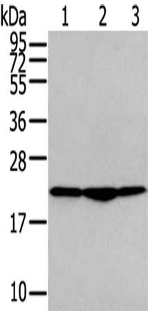 TMED2 antibody