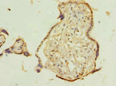 TMEM115 antibody