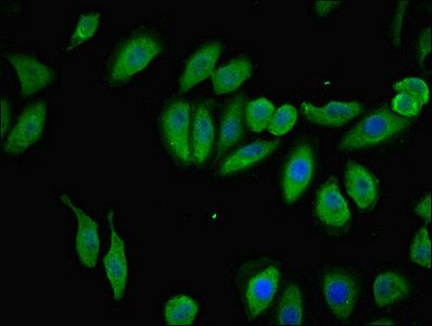 TMEM120B Antibody