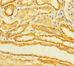 TMEM120B antibody