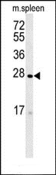 TMEM134 antibody