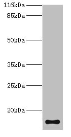 TMEM141 Antibody