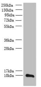 TMEM14A Antibody